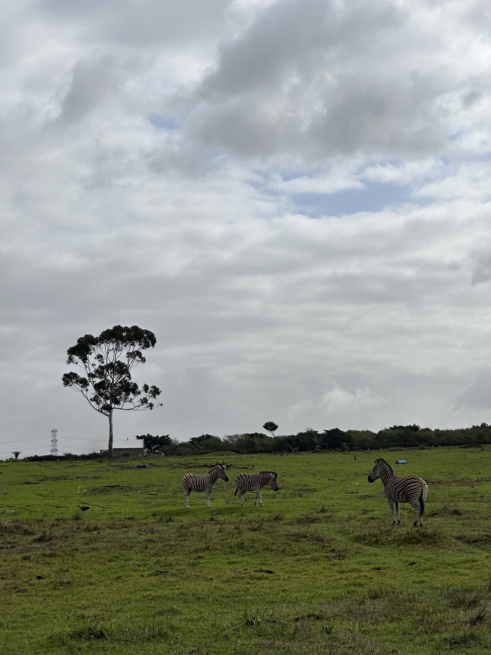 Registro das zebras durante um passeio — Foto: Acervo Pessoal