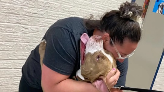 Nos EUA, mulher reencontra cachorro perdido há dois anos