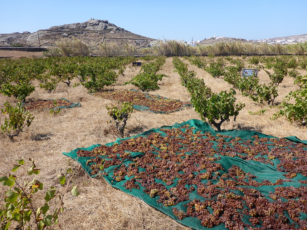 Vioma Organic Farm — Foto: Divulgação