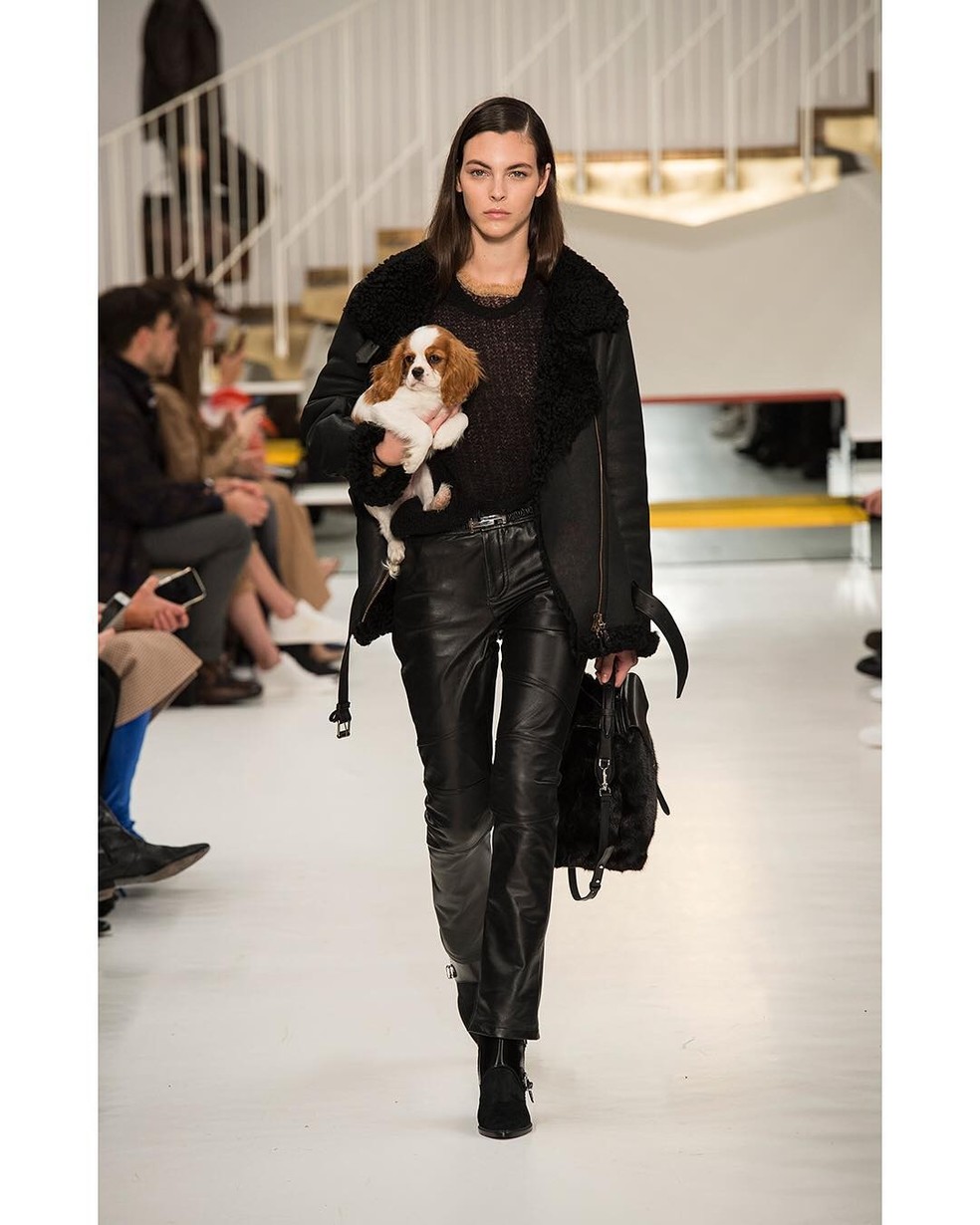 Fofura filhotes de cachorro roubam a cena em desfile de moda