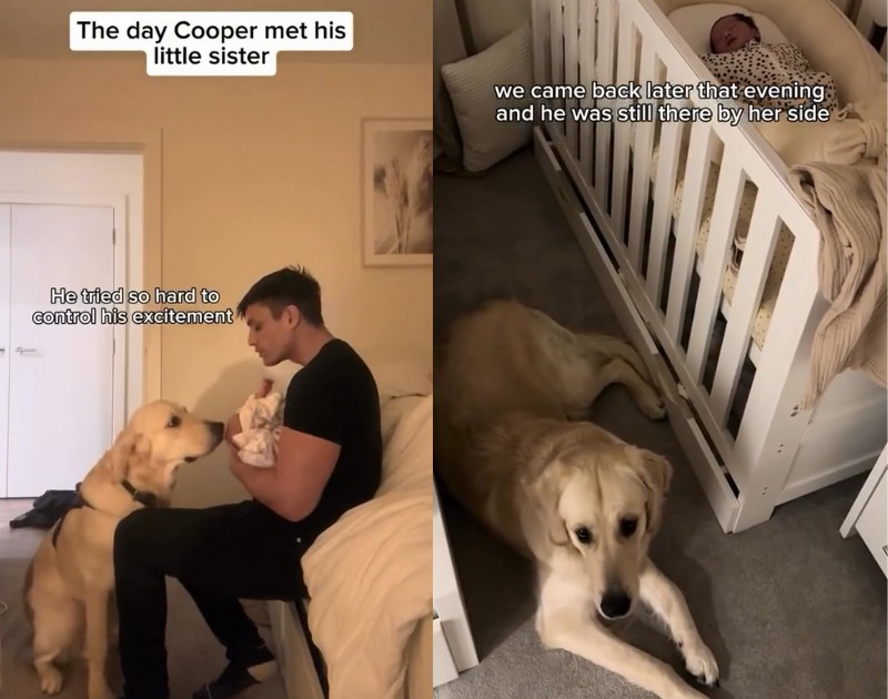 Vídeo de Golden Retriever viraliza na web após ter reação emocionante ao conhecer bebezinha dos tutores