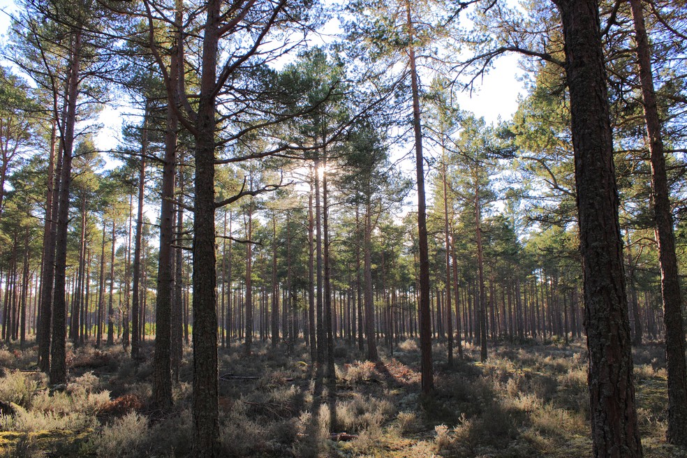 Floresta de Culbin — Foto: Getty Images