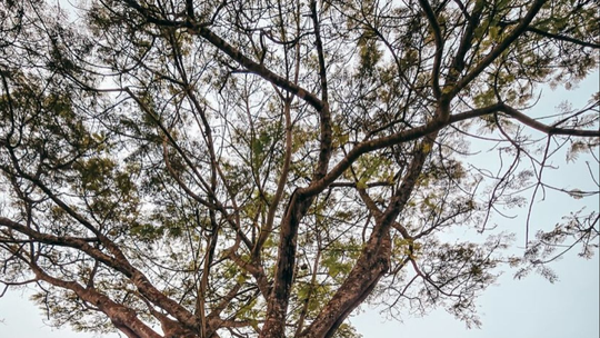 Bárbara Borges abraça árvore e faz reflexão