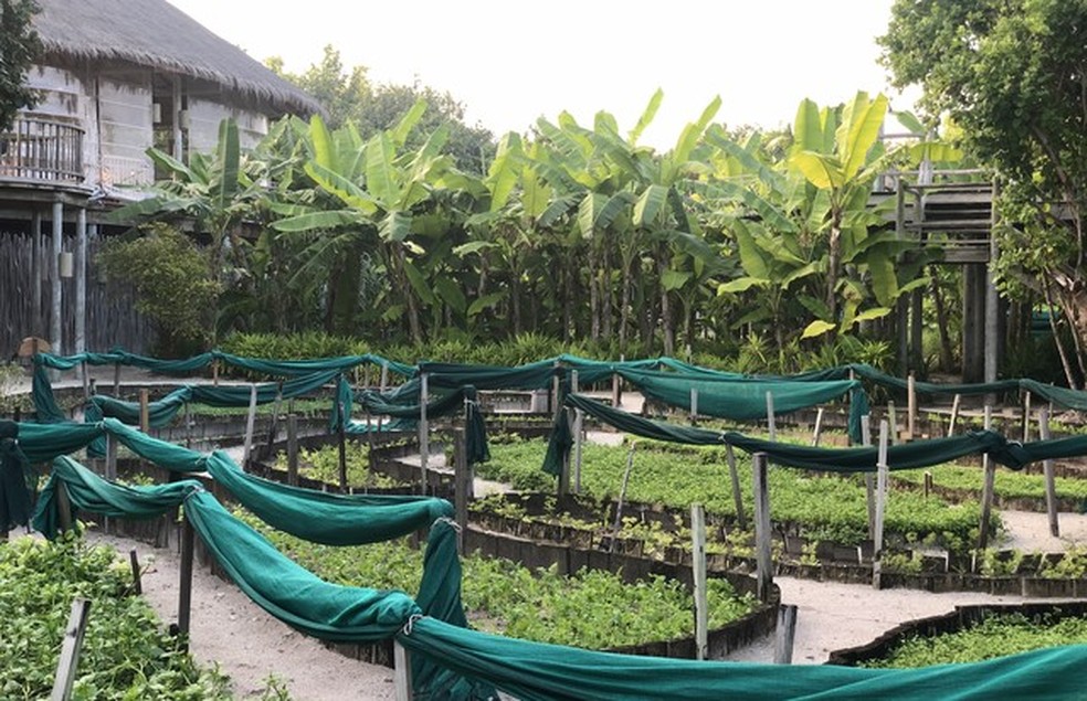 Bem estar: a horta orgânica é um dos tesouros do Laamu e abastece os restaurantes locais (Foto: arquivo pessoal/Camilla Guebur) — Foto: Vogue