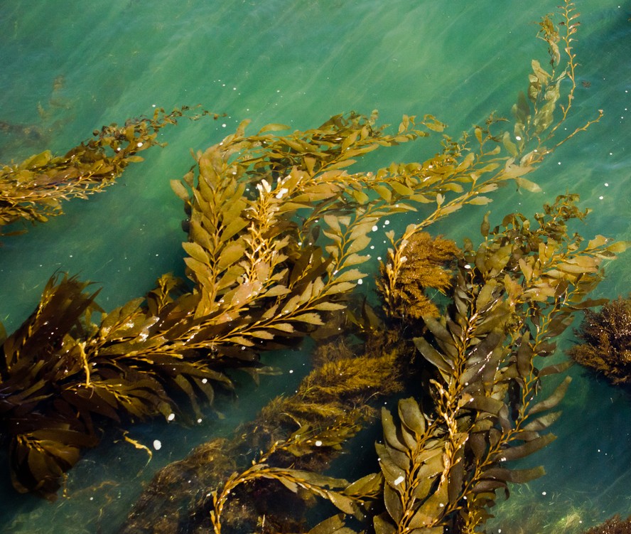 Por que as algas marinhas podem ser o tecido do futuro?