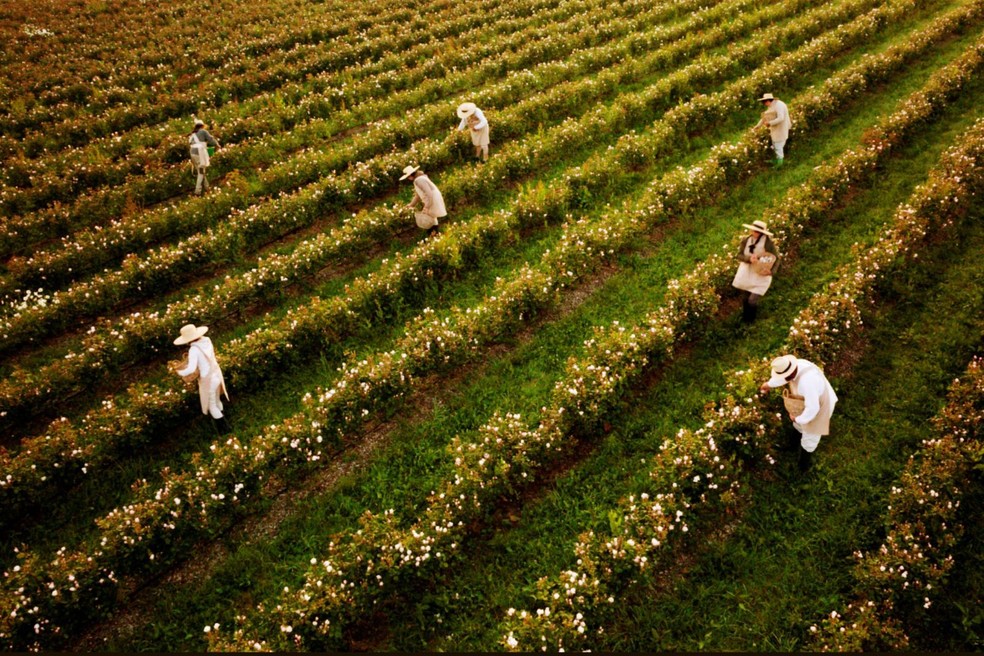 Um dos campos de cultivo da Dior em Granville — Foto: Cortesia