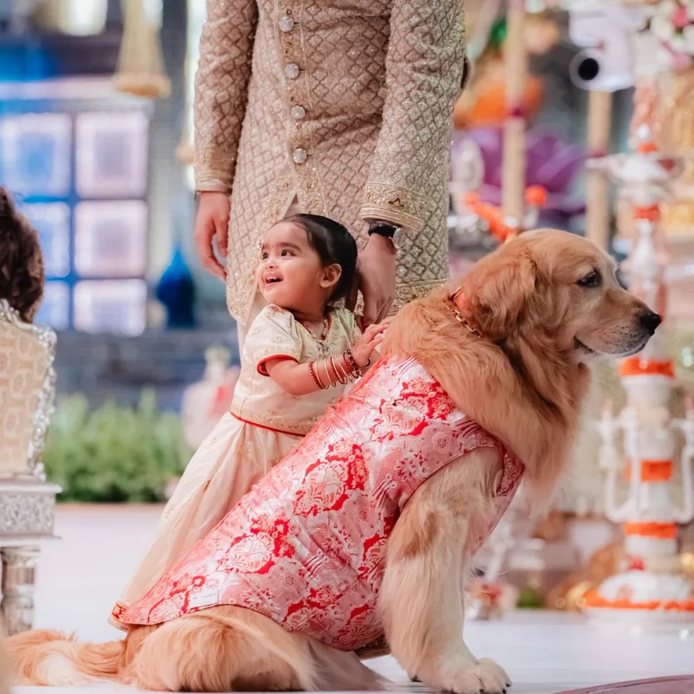 "Membros importantes da nossa festa de casamento" — Foto: Joseph Radhik