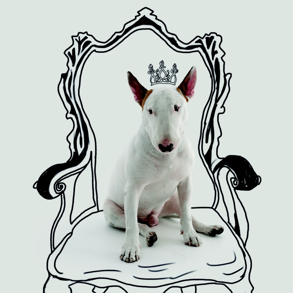 Bull hotsell terrier passarela