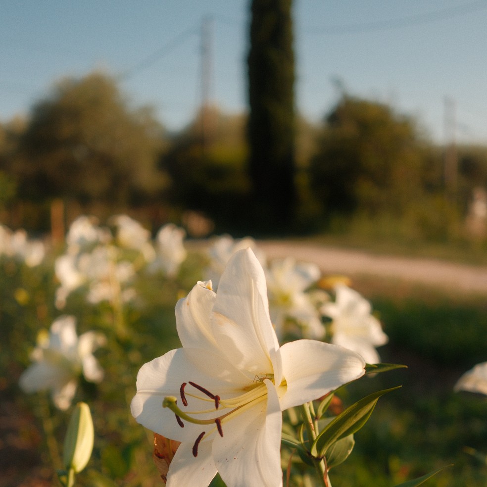 Madonna Lilly, em Grasse — Foto: Reprodução