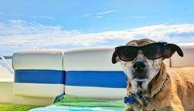 Hotéis e companhias aéreas exclusivos para cães: o turismo de luxo canino é real