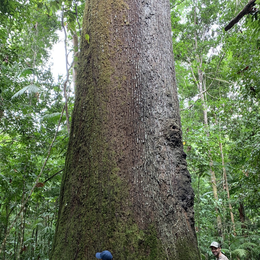 Floresta Amazônica  — Foto: Acervo pessoal
